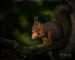 Ecureuil-roux-DSC 1916-2