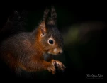 Ecureuil-roux-DSC 1271