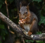Ecureuil-roux-DSC 5927