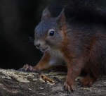 Ecureuil-roux-DSC 1100