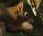 Ecureuil-roux-DSC 4384