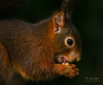 Ecureuil-roux-DSC 4842