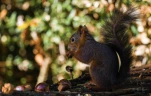 Ecureuil-roux-DSC 1420