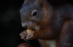 Ecureuil-roux-DSC 2244