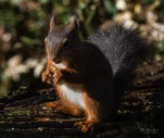 Ecureuil-roux-DSC 1427