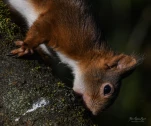 Ecureuil-roux-DSC 4060