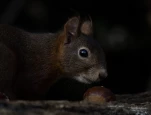 Ecureuil-roux-DSC 2315