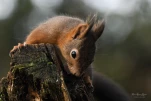 Ecureuil-roux-DSC 0475