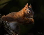 Ecureuil-roux-DSC 1287
