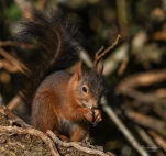Ecureuil-roux-DSC 1478