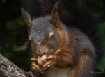 Ecureuil-roux-DSC 5914