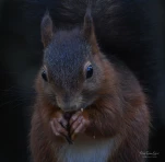 Ecureuil-roux-DSC 1146