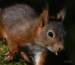 Ecureuil-roux-DSC 4044