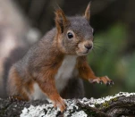 Ecureuil-roux-DSC 5468-2-2