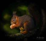 Ecureuil-roux-DSC 1906