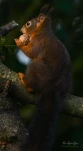 Ecureuil-roux-DSC 4471