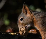 Ecureuil-roux-DSC 1431