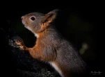 Ecureuil-roux-DSC 4078