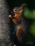 Ecureuil-roux-DSC 1246