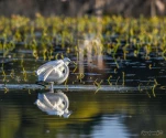 Lac-de-Grand-Lieu-Aigrette-garzette-DSC 8600