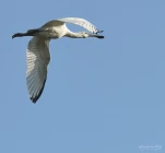 Lac-de-Grand-Lieu-Spatule-blanche-DSC 4388-2