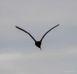 Lac-de-Grand-Lieu-Ibis-falcinelle-DSC 5176-2