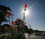 Saint-Gilles-Croix-de-Vie-DSC 2181