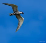 Lac-de-Grand-Lieu-Guifette-moustac-DSC 5132-2