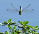 Lac-de-Grand-Lieu-Libellule-DSC 1427