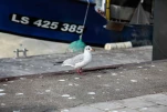 petite-mouette-port-IMG 9164