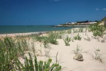 Normandeliere-Bretignolles-sur-mer-plante-dune-IMG 2137