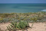 Bretignolles-sur-mer-plante-des-dunes-IMG 2070