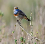 Gorgebleue-a-miroir-DSC 3797