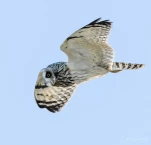 Hibou-des-marais-DSC 8257-2