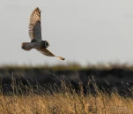 Hibou-des-marais-DSC 2168